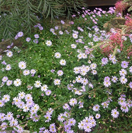 White Splendour Brachycome Çiçeği Tohumu (200 tohum)