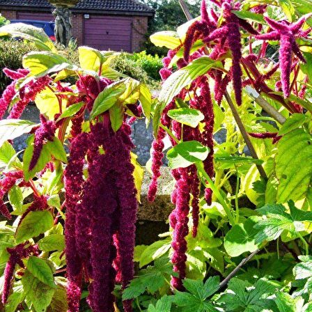 Sarkan Kırmızı Amaranthus (Horoz İbiği) Çiçeği Tohumu( 1500 tohum)