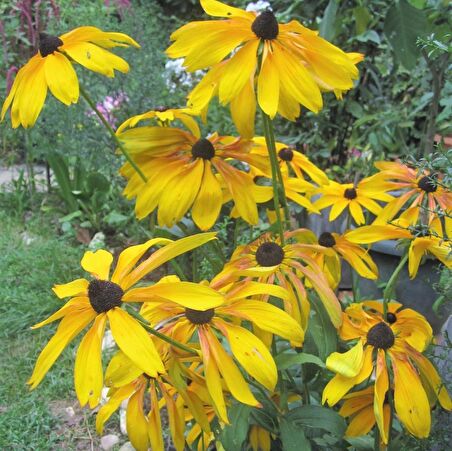 Nadir Golden Elegance Rudbekya Çiçeği Tohumu (50 tohum)