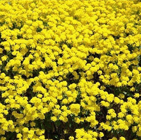 Sarı Lonas Ageratum (Vapur Dumanı) Çiçeği Tohumu (50 tohum)