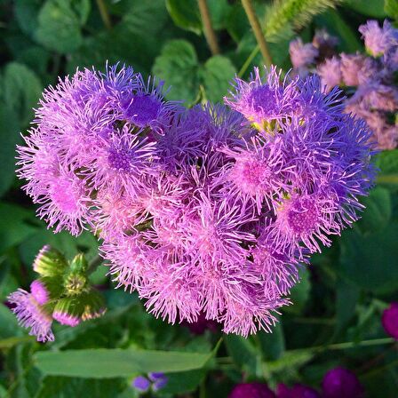 Pembe Top Vapur Dumanı (Ageratum) Çiçeği Tohumu (50 tohum)