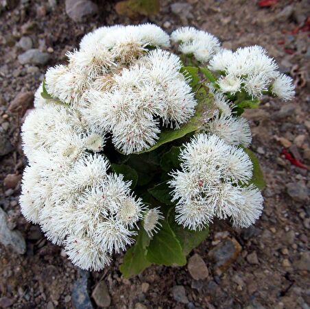 Beyaz Ageratum (Vapur Dumanı) Çiçeği Tohumu