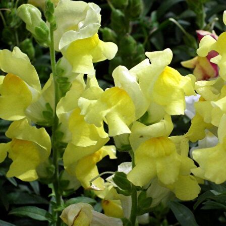Sarı Aslanağzı Antirrhinum Braun-blanquetii Tohumu(20 tohum)