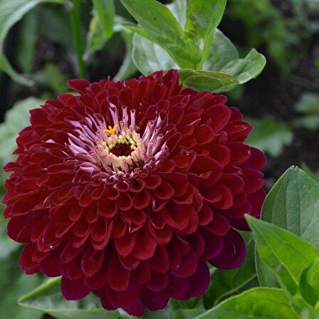 Super Yoga Elegans Dark Red Zinya Çiçeği Tohumu (40 tohum)
