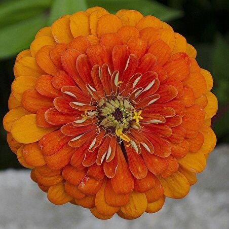 Super Yoga Elegans Orange Zinya Çiçeği Tohumu (40 tohum)