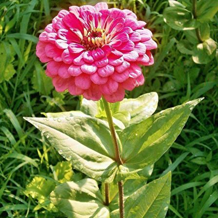 Dahlia Çiçekli Violet Quen Zinya Çiçeği Tohumu (40 tohum)
