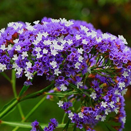 Limonium Sinuatum Blue River Deniz Lavantası Tohumu (30 tohum)