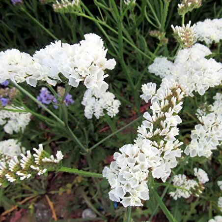 Limonium Sinuatum Pure White Deniz Lavantası Tohumu (30 tohum)