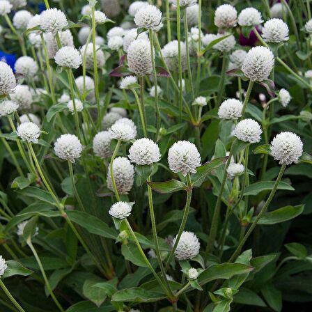 Gomphrena Globosa Beyaz Medine Çiçeği Tohumu (50 tohum)