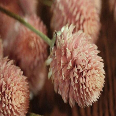 Gomphrena Globosa Somon Medine Çiçeği Tohumu (50 tohum)