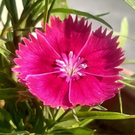 Çin Pembesi Dianthus Çiçeği Tohumu (50 tohum)