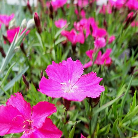 Lila Sweet William Dianthus Barbadus Çiçeği Tohumu (50 adet)