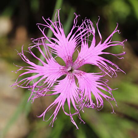 Püsküllü Pembe Dianthus Çiçeği Tohumu (50 adet)
