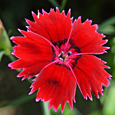 Dianthus Superbus Red Bol Kokulu Karanfil Çiçeği Tohumu (100 adet)