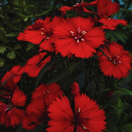 Dianthus Heddewigii Bravo Karanfil Çiçeği Tohumu (100 adet)