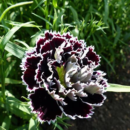 Dianthus Heddewigii Black White Karanfil Çiçeği Tohumu (100 adet)