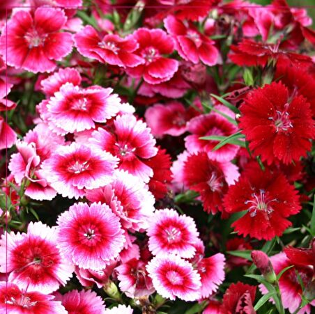 Dianthus Heddewigii Baby Doll Karanfil Çiçeği Tohumu (100 adet)