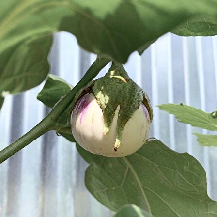 Doğal Rosa Bianca Patlıcan Tohumu(20 adet)