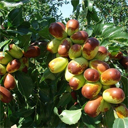 Tüplü Nadir Bulunan İri Meyveli Hünnap Fidanı (80-120 cm)