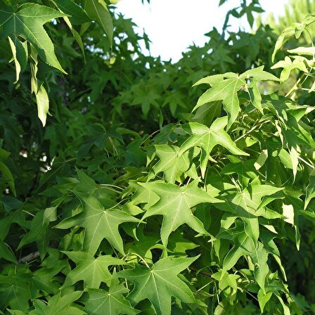 Tüplü Sığla Ağacı (Liquidambar styraciflua) Fidanı