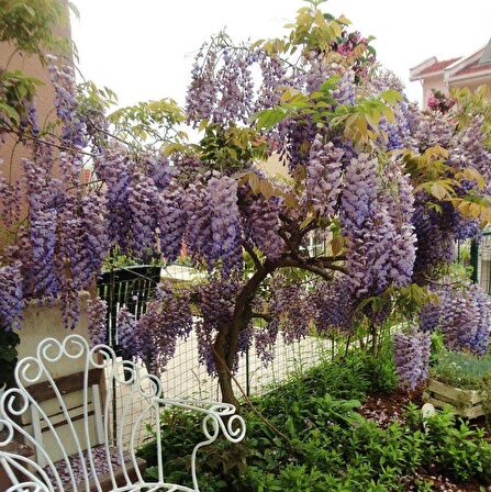Tüplü Yoğun Kokulu Wisteria Sinensis Mor Salkım Fidanı