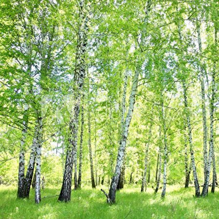 Tüplü Soğuklara Dayanıklı Huş Ağacı (Betula Alba) Fidanı