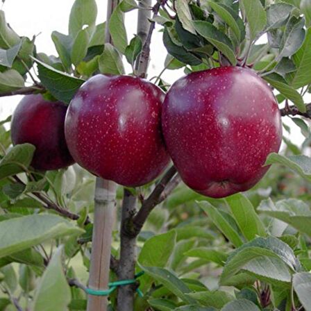 Tüplü Aşılı Yüksek Verimli Tam Bodur Joremini Elma Fidanı