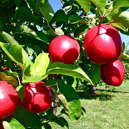 Tüplü Aşılı Bol Verimli Yarıbodur Red Jonaprince Elma Fidanı