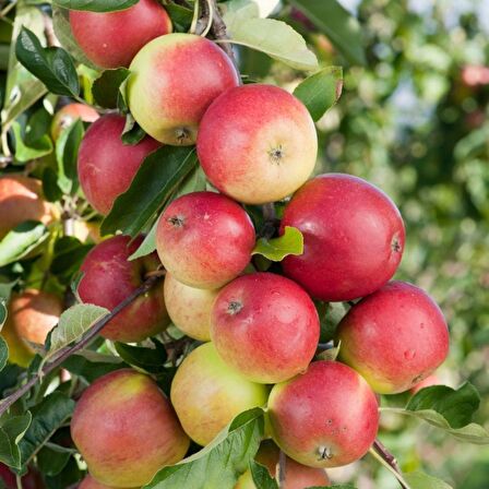 Tüplü Aşılı Yarıbodur Aromatik Amasya Misket Elma Fidanı