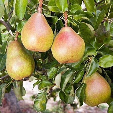 Tüplü Aşılı Yarıbodur Kieffer Margarit (Marillat) Armut Fidanı