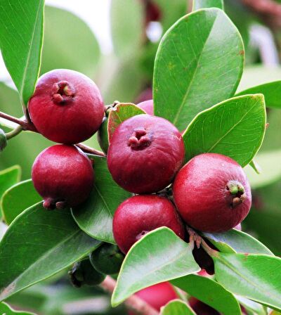 Tüplü Nadir Strawberry Guava (Çilek Guavası) Fidanı