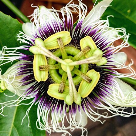 Tüplü Passiflora Edulis Maruçya Fidanı