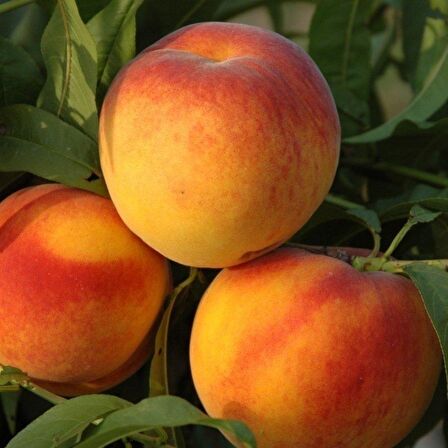 Tüplü Aşılı Geleneksel Bol Verimli Aromatik Bursa Yarma Şeftali Fidanı