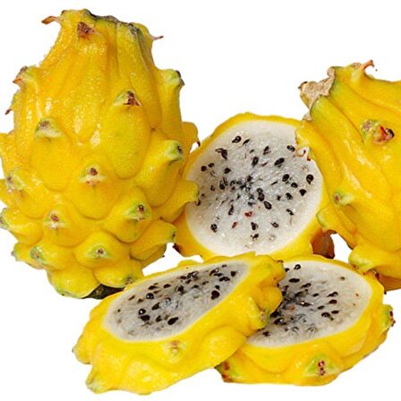 Tüplü Nadir Sarı Pitaya Yellow Dragon Fruit (Ejder Meyvesi) Fidanı