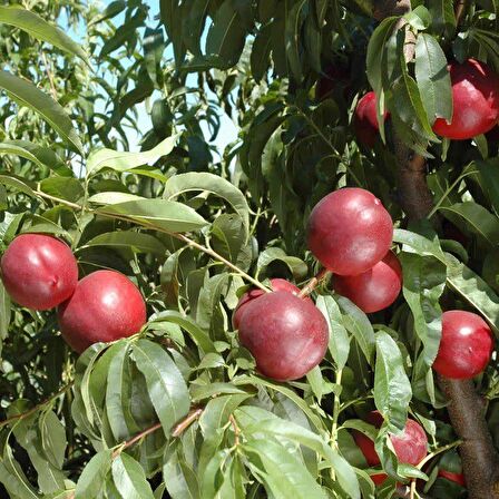 Tüplü Aşılı Verimli Geçci Venüs Nektarin Fidanı
