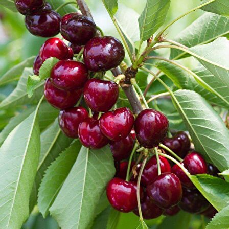 Tüplü Aşılı Nadir Çeşit İri Meyveli Noir de Guben Kiraz Fidanı