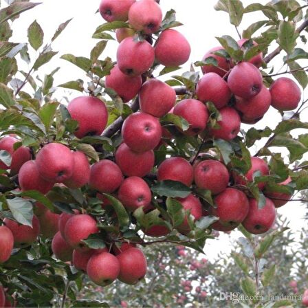 Tüplü Aşılı Yazlık Erkenci Verimli Summer Red Elma Fidanı