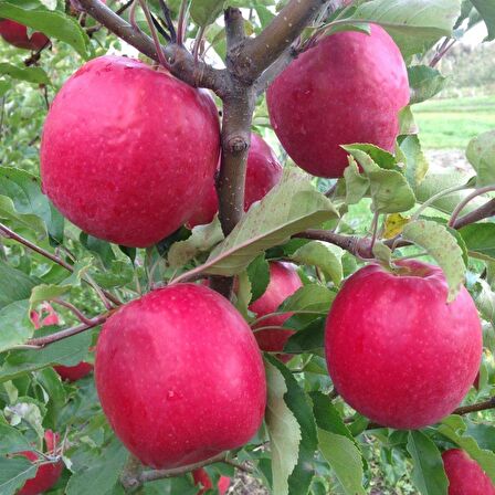 Tüplü Aşılı Nadir Çeşit Verimli Aromatik Kokulu Pink Lady Elma Fidanı