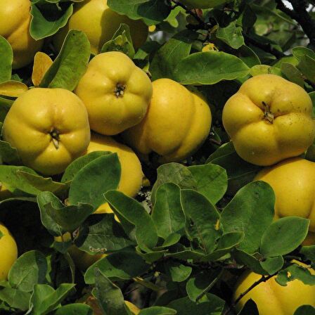 Tüplü Aşılı Yüksek Verimli Aromatik Eşme Ayva Fidanı