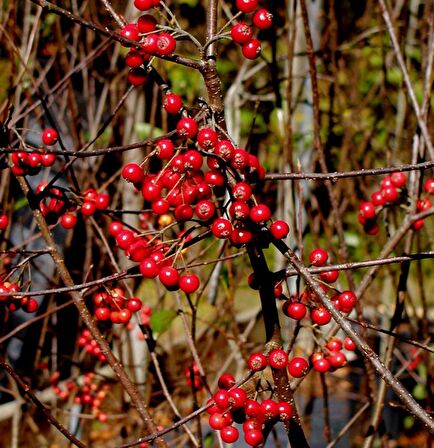 Tüplü Nadir Çeşit Kırmızı Aronya Aronia Chokeberry Fidanı