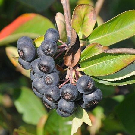 Tüplü Siyah Aronya Aronia Chokeberry Fidanı(10-20 Cm)