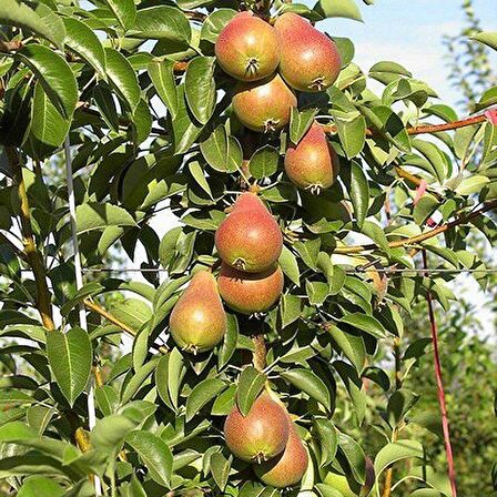 Tüplü Aşılı Yüksek Verimli Kokulu Carmen Armut Fidanı