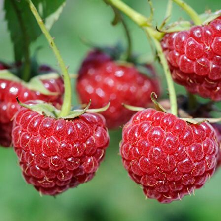Tüplü Nadir Bulunan Bol Verimli Ruby Ahududu Fidanı
