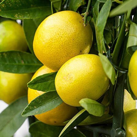 Tüplü Aşılı Nadir Bulunan Limequat Fidanı