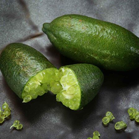 Tüplü Aşılı Özel Ürün Finger Lime Limon Fidanı (10-30 Cm)