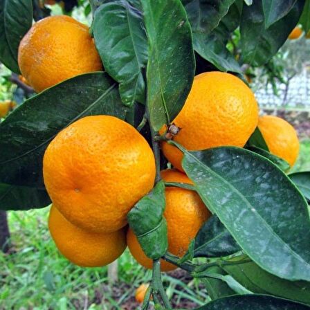 Tüplü Aşılı Bol Verimli Yöresel Kokulu Bodrum Mandalinası Fidanı
