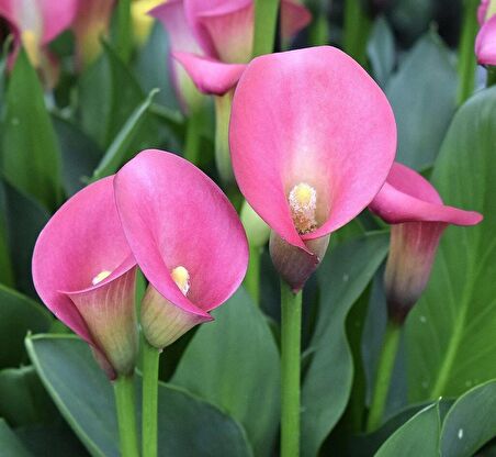 Calla Lily Pink Puppy Zantedeschia Gala Çiçeği Soğanı (1 Adet)