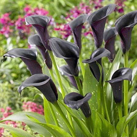 Calla Lily Odessa Zantedeschia Gala Çiçeği Soğanı (1 Adet)