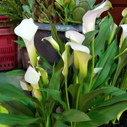 Calla Lily Crystal Clear Zantedeschia Gala Çiçeği Soğanı (1 Adet)