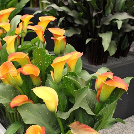 Calla Lily Cancun Zantedeschia Gala Çiçeği Soğanı (1 Adet)